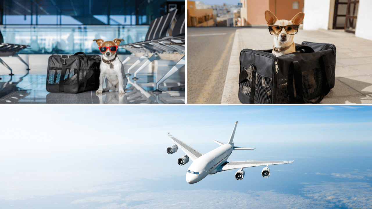 How to Prep Your Pooch for a Smooth Flight: A Guide to Dog Crate Prep ...