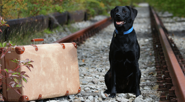 Travel Dog Crate