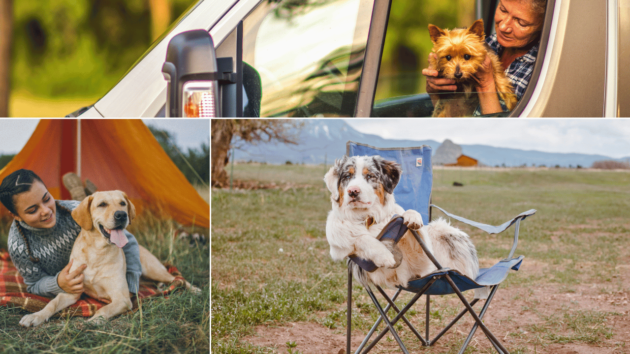 how to camp with a dog