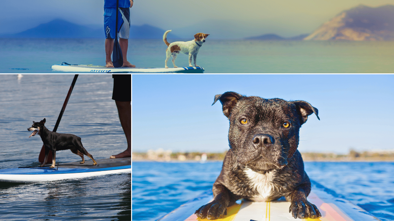 can dogs go on inflatable paddle boards