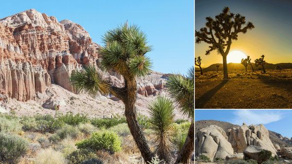 best hikes in joshua tree national park​